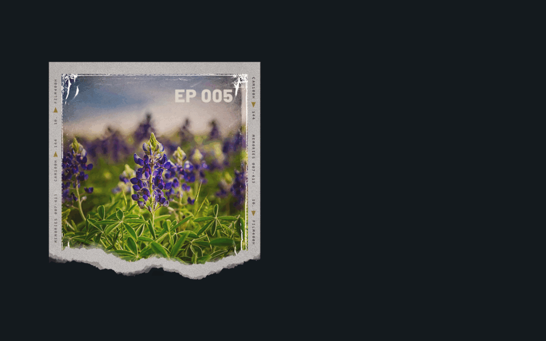 Bluebonnets